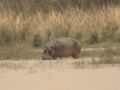 01 hippopotame hors de l eau